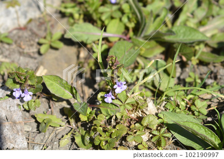 Ground-ivy Ground-ivy 102190997