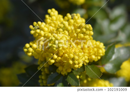 Oregon grape 102191009