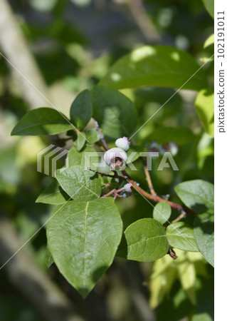 Blueberry Brigitta Blue Blueberry Brigitta Blue 102191011