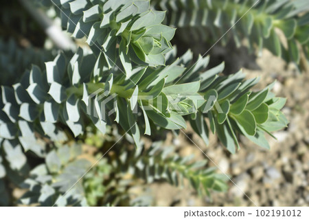 Myrtle spurge Myrtle spurge 102191012