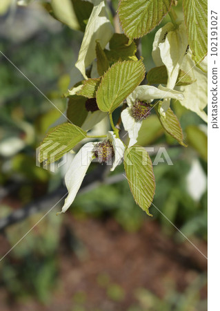 Handkerchief tree Handkerchief tree 102191027