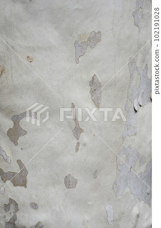 London plane 102191028