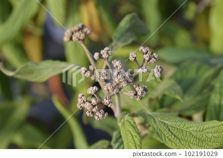 Wrinkled viburnum Wrinkled viburnum 102191029