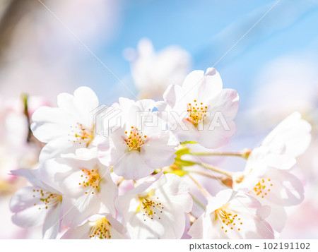 春天的蘭曼美麗的垂枝櫻花盛開 102191102