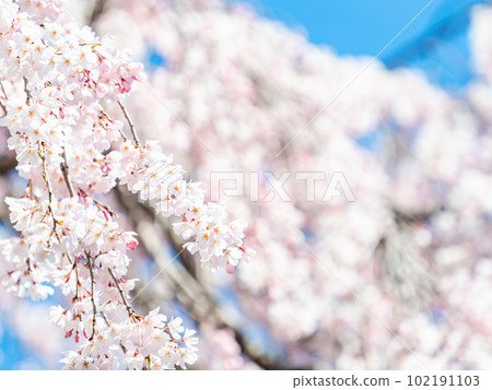 春天的蘭曼美麗的垂枝櫻花盛開 102191103