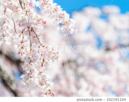 春天的蘭曼美麗的垂枝櫻花盛開 102191104