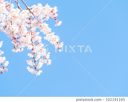 春天的蘭曼美麗的垂枝櫻花盛開 春天的蘭曼美麗的垂枝櫻花盛開 102191105