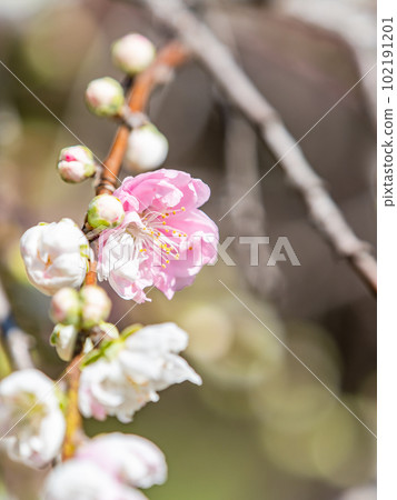 春天，美麗的桃花盛開，Genpei Saki 102191201