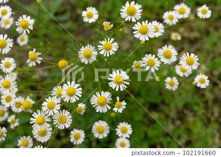 盛開的草本洋甘菊花 102191660