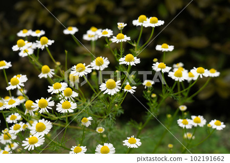 從側面盛開的香草洋甘菊花 102191662