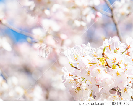 Haru Ranman Jindai Akebono Cherry Blossoms in Full Bloom 102191802