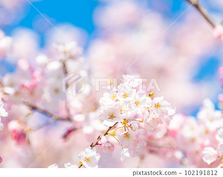 Haru Ranman Jindai Akebono 盛開的櫻花 102191812