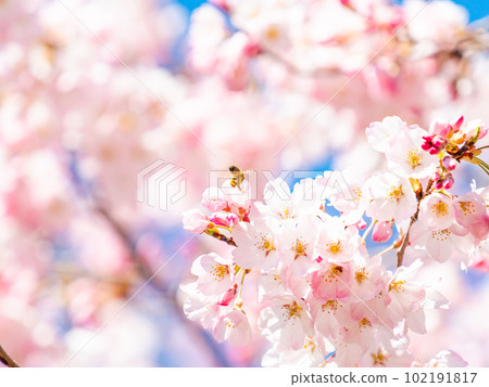 Spring Ranman Jindai Akebono Cherry Blossoms and Bees in Full Bloom 102191817