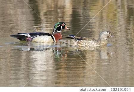 Colorful Wood Ducks on the lake and their reflections on water, Quebec, Canada 102191994