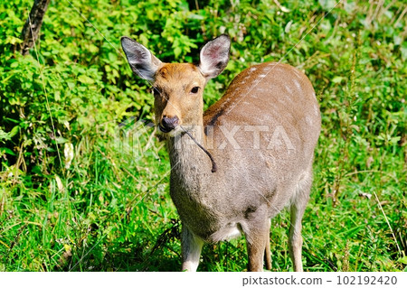 野生梅花鹿 102192420