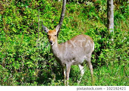 Wild sika deer 102192421