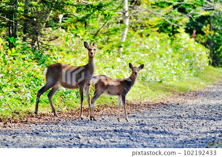 路上遇到的野生蝦夷鹿 102192433