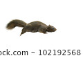Squirrel Isolated white background running. 102192568