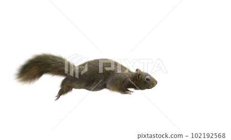 Squirrel Isolated white background running. Squirrel Isolated white background running. 102192568