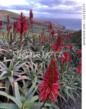 Agave attenuata near Ocean on Madeira Island, 102192571