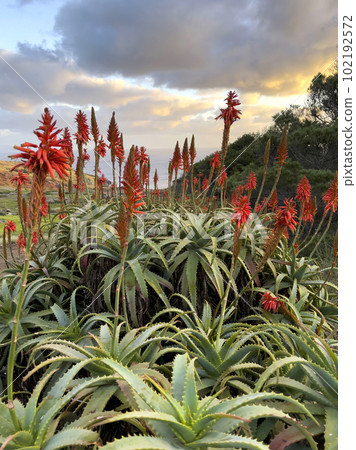 Agave attenuata near Ocean on Madeira Island, Agave attenuata near Ocean on Madeira Island, 102192572