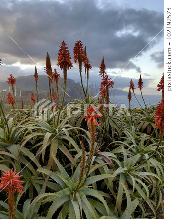 Agave attenuata near Ocean on Madeira Island Agave attenuata near Ocean on Madeira Island 102192573