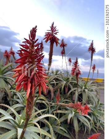 Agave attenuata near Ocean on Madeira Island, Agave attenuata near Ocean on Madeira Island, 102192575