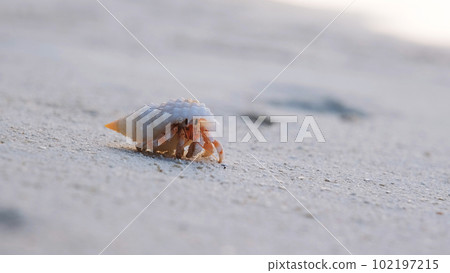 Close-up of hermit crab walking on white sand beach of tropical island, selective focus Close-up of hermit crab walking on white sand beach of tropical island, selective focus 102197215