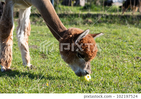 Closeup Face Of Brown Alpaca Animal Eating Apple, Green Grass in Meadow. Kria Domesticated Camelid Mammal, Lama Pacos At Farm. Horizontal plane. Copy space For Text. Closeup Face Of Brown Alpaca Animal Eating Apple, Green Grass in Meadow. Kria Domesticated Camelid Mammal, Lama Pacos At Farm. Horizontal plane. Copy space For Text. 102197524