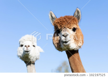 Closeup Cute heads of brown and cream Alpaca animal on blue sky. Muzzles Domesticated Camelid Mammal, Lama Pacos looks at Camera. Horizontal plane. Closeup Cute heads of brown and cream Alpaca animal on blue sky. Muzzles Domesticated Camelid Mammal, Lama Pacos looks at Camera. Horizontal plane. 102197525