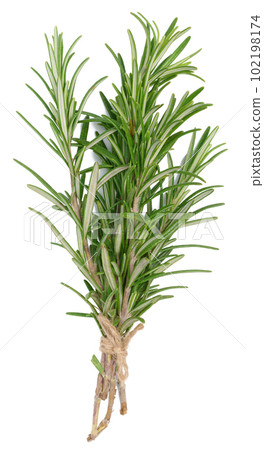 Fresh branches of rosemary with green leaves isolated on white background. Spice for meat, fish Fresh branches of rosemary with green leaves isolated on white background. Spice for meat, fish 102198174
