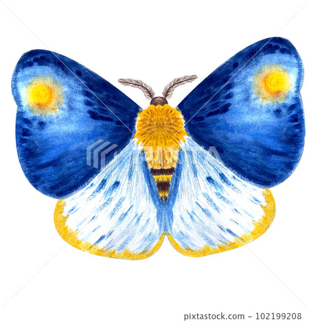 Hand painted watercolor bright textured blue butterfly 102199208