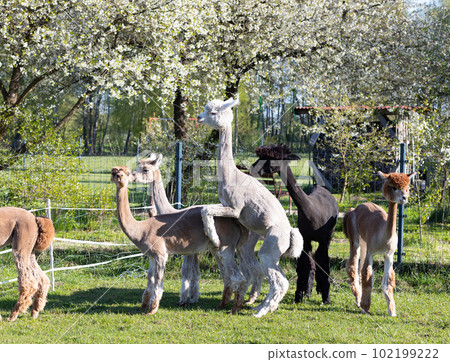 Alpaca Breeding. Group Of Male And Male Domesticated Camelid Mammal, Lama Pacos In Yard Of Farm in Summer Time. Animal Husbandry, Livestock. Horizontal Plane Alpaca Breeding. Group Of Male And Male Domesticated Camelid Mammal, Lama Pacos In Yard Of Farm in Summer Time. Animal Husbandry, Livestock. Horizontal Plane 102199222