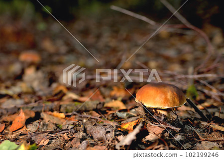 porcini mushroom in a natural natural environment against a background of fallen leave 102199246