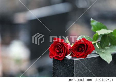 Red roses on black granite tombstone outdoors, space for text. Funeral ceremony Red roses on black granite tombstone outdoors, space for text. Funeral ceremony 102199693