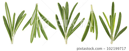 Rosemary isolated on white background 102199717