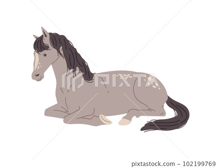 Gray horse lying, flat vector illustration isolated on white background. Gray horse lying, flat vector illustration isolated on white background. 102199769