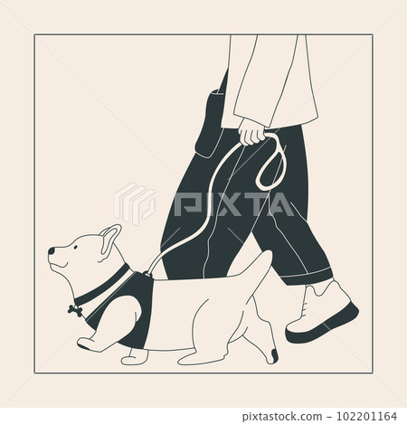 A man walks a dog on a leash. Cute corgi on a walk. Dog show or dog walking in the city or in the park. Vector flat contour graphics. 102201164