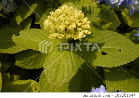被蟲蛀的葉子，繡球花 102201544