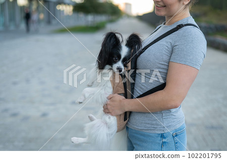 A woman walks with a dog in a backpack. A close-up portrait of a Continental Pappilion Spaniel in a sling. A woman walks with a dog in a backpack. A close-up portrait of a Continental Pappilion Spaniel in a sling. 102201795