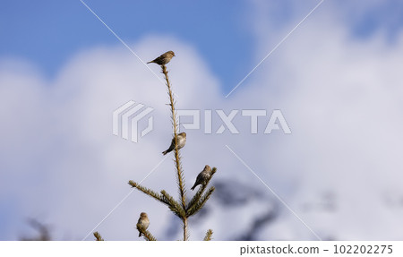 Small Bird sitting on a tree branch with snow mountains in background. 102202275