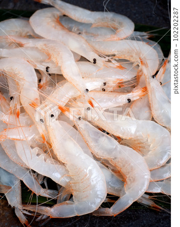 生魚片用白蝦(富山縣產) 生魚片用白蝦(富山縣產) 102202287