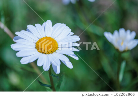 可愛的雛菊花 102202906