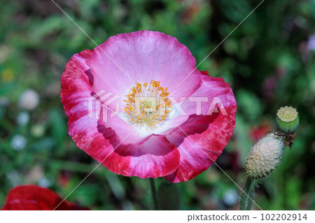 美麗的罌粟花 美麗的罌粟花 102202914