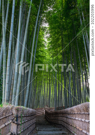 Bamboo grove at the Buddhist temple in Kyoto Bamboo grove at the Buddhist temple in Kyoto 102203996