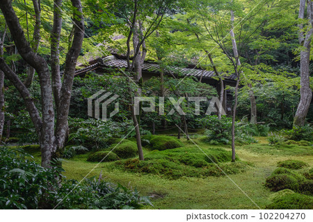 Kyoto's superb view Gio-ji Temple in the fresh greenery 102204270