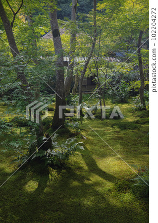 Kyoto's superb view Gio-ji Temple in the fresh greenery 102204272