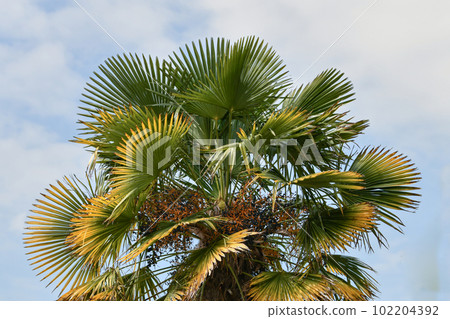 Palm tree against the sky Summer and beach Palm tree against the sky Summer and beach 102204392
