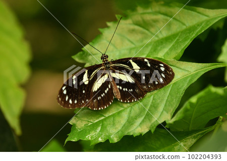 Black and white butterfly on a plant Black and white butterfly on a plant 102204393