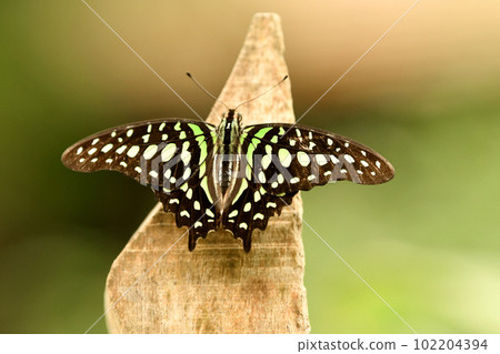 A graphium agamemnon butterfly on the wood 102204394